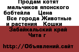 Продам котят мальчиков японского бобтейла. › Цена ­ 30 000 - Все города Животные и растения » Кошки   . Забайкальский край,Чита г.